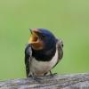 Swallow